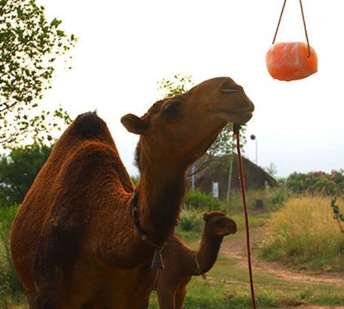 camel-licking-salt